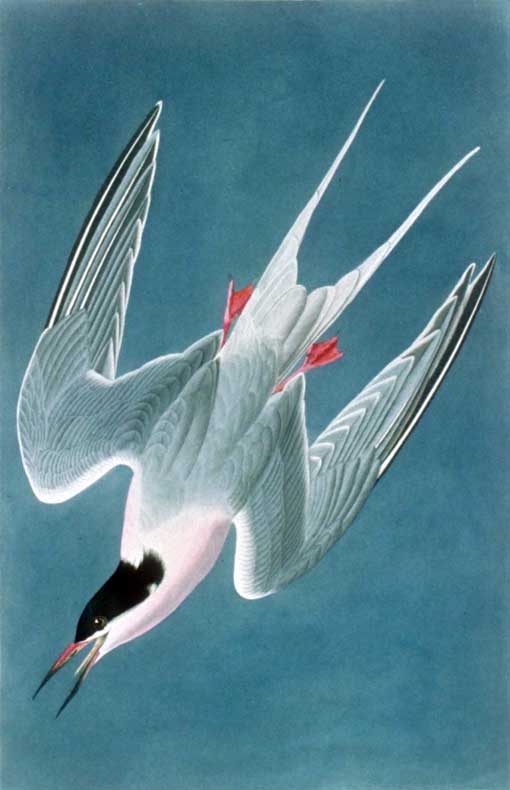 Roseate Tern While at Indian Key, on April 28, 1832, Audubon and his party shot 38 Roseate Terns. This tern was painted later that day. 