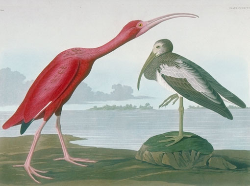 Audubon believed he saw three of this South American birds once, in Louisiana in 1821. These were probably drawn in England in 1837 from specimens obtained south of the United States. In 1961, Scarlet Ibis from Trinidad were introduced to the Greynolds Park rookery. Since then they have interbred with White Ibis, and pink hybrids are occasionally seen in South Florida.