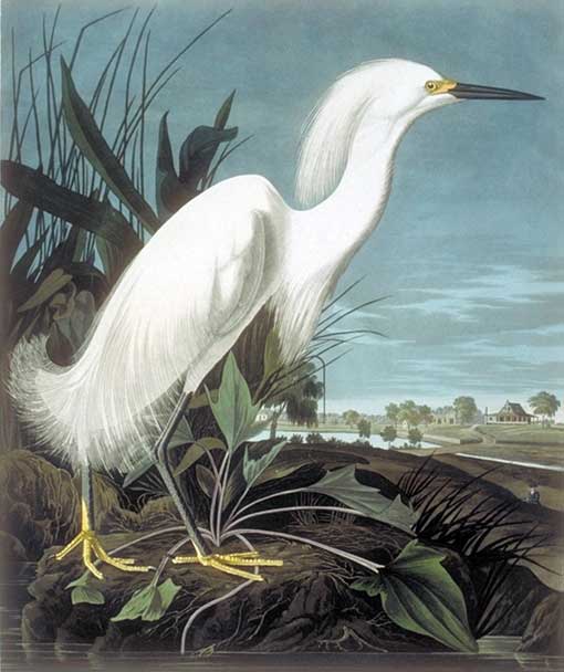 Caption on print: Snowy Heron or White Egret. The Snowy Egret was painted in Charleston, probably on March 25, 1832. Lehman painted the rice plantation background. Note the hunter in the right corner.